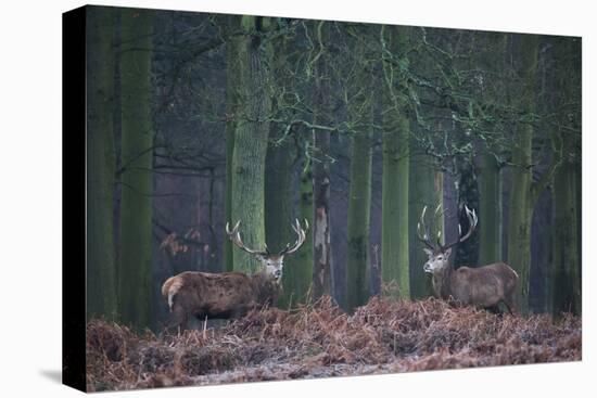 Two Large Deer Stags Stand their Ground in Forest in Winter-Alex Saberi-Premier Image Canvas