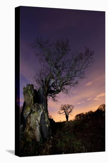 Two Large Oak Trees at Night in Richmond Park-Alex Saberi-Premier Image Canvas