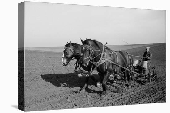 Two Large Work Horses Pull the Farmer and His Corn Seed Drill in Iowa, 1940s-null-Stretched Canvas
