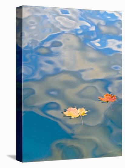 Two Leaves Floating on Pete's Lake, Upper Peninsula, Michigan, USA-Nancy Rotenberg-Premier Image Canvas