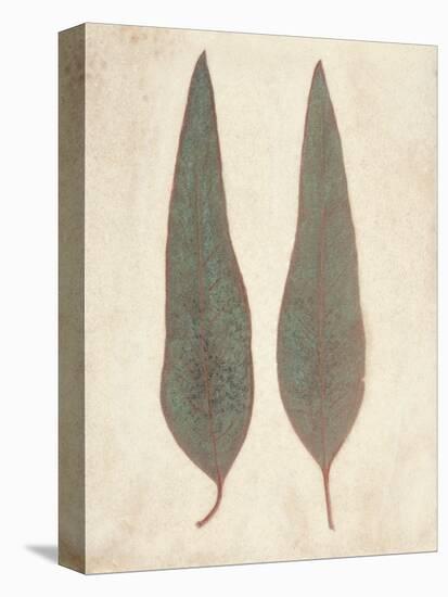 Two Leaves-Amy Melious-Stretched Canvas