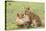 Two Lion Cubs Play, Ngorongoro, Tanzania-James Heupel-Premier Image Canvas