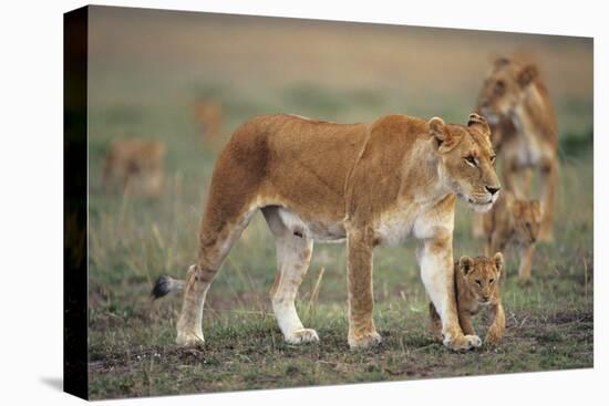 Two Lionesses (Panthera Leo) with Two Cubs Walking on Savannah, Kenya-Anup Shah-Premier Image Canvas