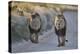 Two lions (Panthera leo), Kgalagadi Transfrontier Park, South Africa, Africa-James Hager-Premier Image Canvas