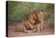 Two Lions (Panthera Leo), Serengeti National Park, Tanzania, East Africa, Africa-James Hager-Premier Image Canvas