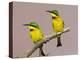 Two Little Bee-Eater Birds on Limb, Kenya-Joanne Williams-Premier Image Canvas