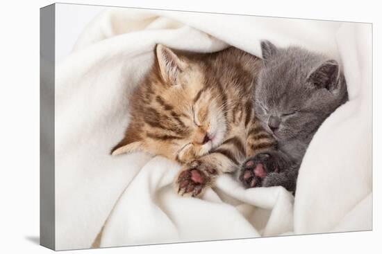 Two Little Funny Scottish Fold Kittens. Isolated On A White Background-natulrich-Premier Image Canvas