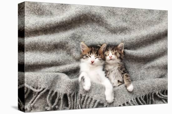 Two Little Kittens Sleep with their Eyes Closed and Covered with Fluffy Blanket-Olena Ivanova-Premier Image Canvas