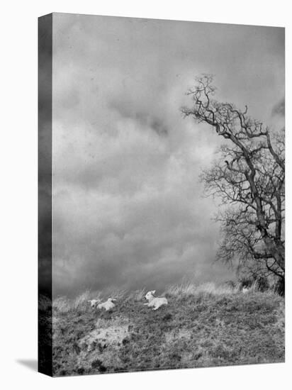 Two Little Lambs Playing in a Field-David Scherman-Premier Image Canvas