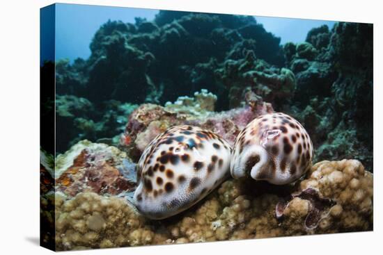 Two Living Tiger Cowries-Reinhard Dirscherl-Premier Image Canvas