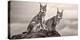 Two Lynx on Rock-Xavier Ortega-Premier Image Canvas