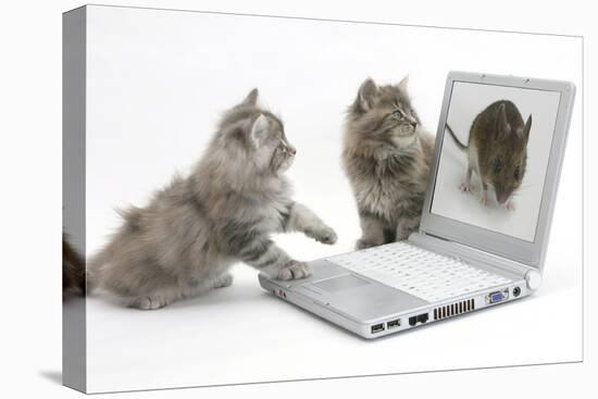 Two Maine Coon Kittens Looking at an Image of a Mouse on a Laptop Computer-Mark Taylor-Premier Image Canvas