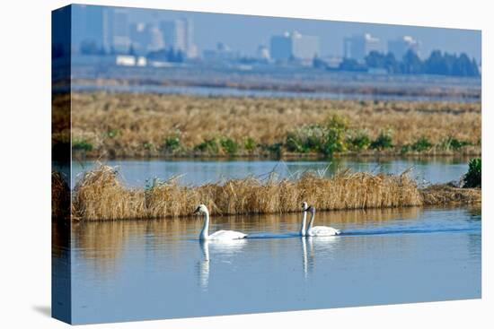 Two Male and One Female Tundra Swans Swimming , the Background-John Alves-Premier Image Canvas