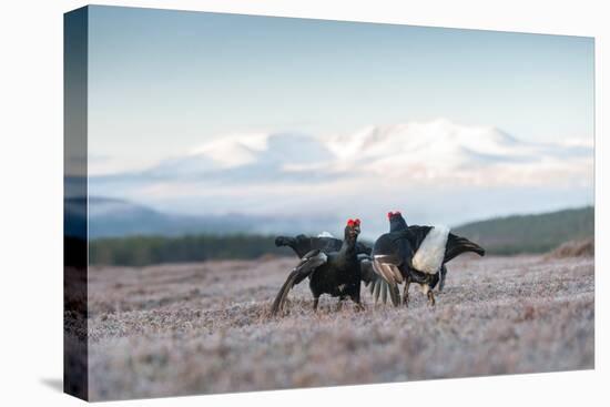 Two male Black grouse fighting for territory on lek, Scotland-null-Premier Image Canvas