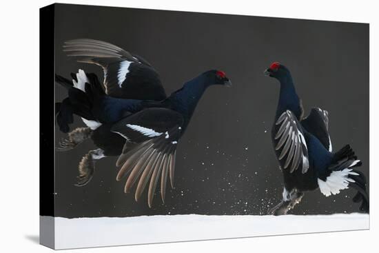 Two Male Black Grouse (Tetrao - Lyrurus Tetrix) Fighting, Kuusamo, Finland, April-Markus Varesvuo-Premier Image Canvas