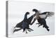 Two Male Black Grouse (Tetrao - Lyrurus Tetrix) Fighting, Utajarvi, Finland, April-Markus Varesvuo-Premier Image Canvas