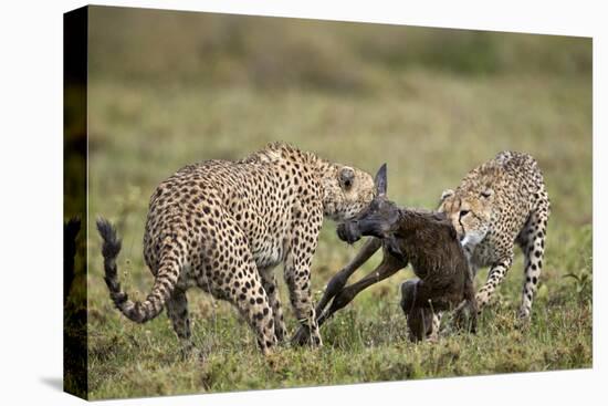Two Male Cheetah (Acinonyx Jubatus) Killing a New Born Blue Wildebeest (Brindled Gnu) Calf-James Hager-Premier Image Canvas