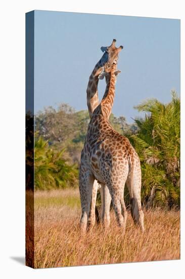 Two Male Giraffes Fighting-Howard Ruby-Premier Image Canvas