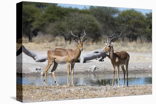 Two male impalas (Aepyceros melampus) at waterhole, Botswana, Africa-Sergio Pitamitz-Premier Image Canvas