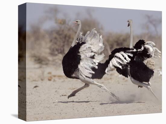 Two Male Ostriches Running During Dispute, Etosha National Park, Namibia-Tony Heald-Premier Image Canvas