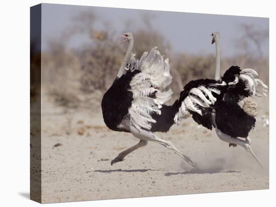 Two Male Ostriches Running During Dispute, Etosha National Park, Namibia-Tony Heald-Premier Image Canvas