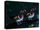 Two Male Wood Ducks, Florida, USA-Charles Sleicher-Premier Image Canvas