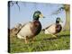 Two Mallard Drakes (Anas Platyrhynchos) and a Duck Approaching on Grass, Wiltshire, England, UK-Nick Upton-Premier Image Canvas