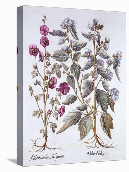 Two Mallow Varieties, from 'Hortus Eystettensis', by Basil Besler (1561-1629), Pub. 1613 (Hand Colo-German School-Premier Image Canvas