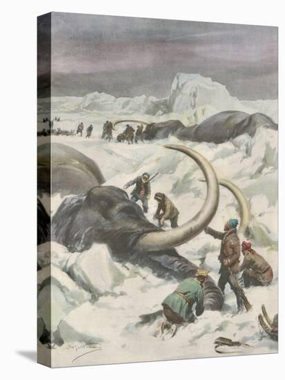 Two Mammoths are Found Frozen in the Jamalm Peninsula 2400 Kilometres North of Saint Petersburg-Achille Beltrame-Stretched Canvas