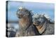 Two Marine iguanas, sharing body warmth, Galapagos-Tui De Roy-Premier Image Canvas