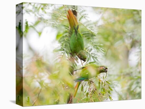 Two Maroon-Bellied Parakeets Feeding in a Tree in Ubatuba, Brazil-Alex Saberi-Premier Image Canvas