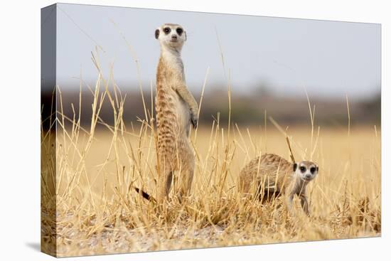 Two Meerkats Alert and on Evening Lookout in the Dry Grass of the Kalahari, Botswana-Karine Aigner-Premier Image Canvas