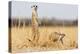Two Meerkats Alert and on Evening Lookout in the Dry Grass of the Kalahari, Botswana-Karine Aigner-Premier Image Canvas