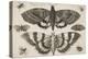 Two Moths and Six Insects-Wenceslaus Hollar-Premier Image Canvas