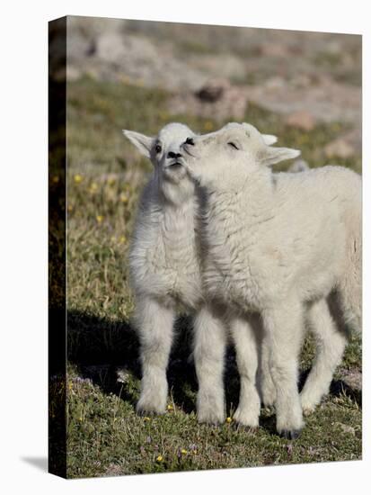 Two Mountain Goat Kids Playing, Mt Evans, Arapaho-Roosevelt Nat'l Forest, Colorado, USA-James Hager-Premier Image Canvas