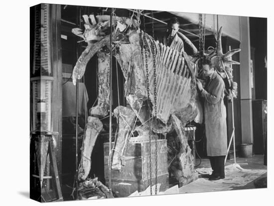 Two Museum Paleontologists Assembling Complete Styracosaurus, American Museum of Natural History-Margaret Bourke-White-Premier Image Canvas