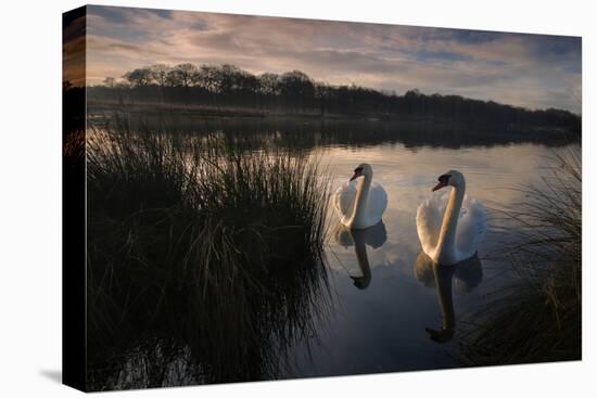 Two Mute Swan, Cygnus Olor, on a Lake in London's Richmond Park-Alex Saberi-Premier Image Canvas