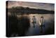 Two Mute Swan, Cygnus Olor, on a Lake in London's Richmond Park-Alex Saberi-Premier Image Canvas