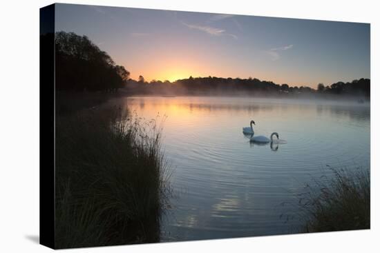 Two Mute Swans, Cygnus Olor, Feed on Misty Pen Ponds in Richmond Park at Sunrise-Alex Saberi-Premier Image Canvas