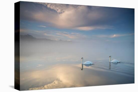 Two Mute Swans, Cygnus Olor, Floating On A Lake In Richmond Park At Sunrise-Alex Saberi-Premier Image Canvas