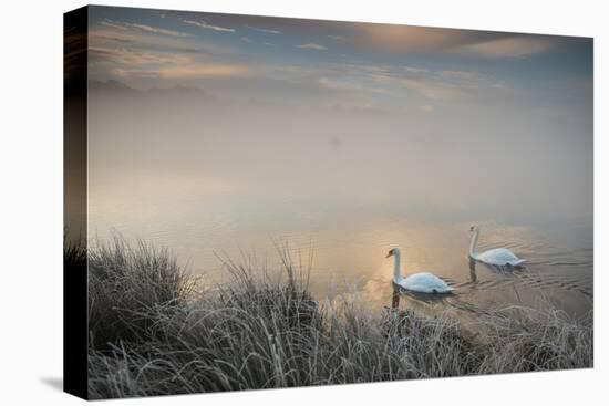 Two Mute Swans, Cygnus Olor, Glide Through A Lake In Richmond Park At Sunrise-Alex Saberi-Premier Image Canvas