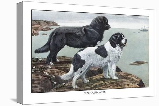 Two Newfoundlands-Louis Agassiz Fuertes-Stretched Canvas