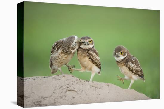 Two Newly Fledged Burrowing Owl Chicks (Athene Cunicularia), Pantanal, Brazil-Bence Mate-Premier Image Canvas