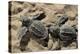 Two Newly Hatched Loggerhead Turtles (Caretta Caretta) Heading for the Sea, Dalyan Delta, Turkey-Zankl-Premier Image Canvas