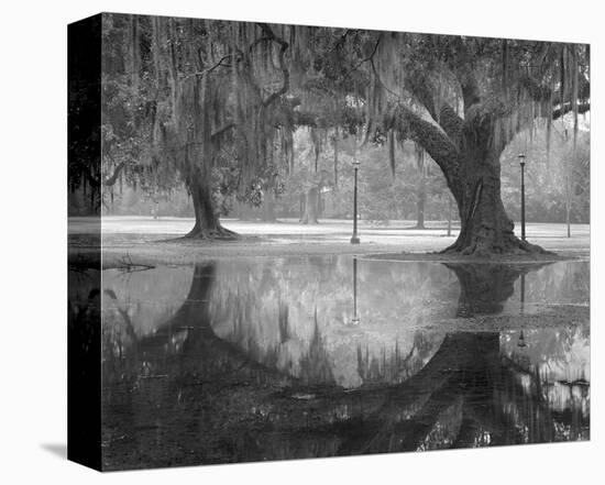 Two Oaks and Reflection, Audubon Park, NOLA-William Guion-Stretched Canvas