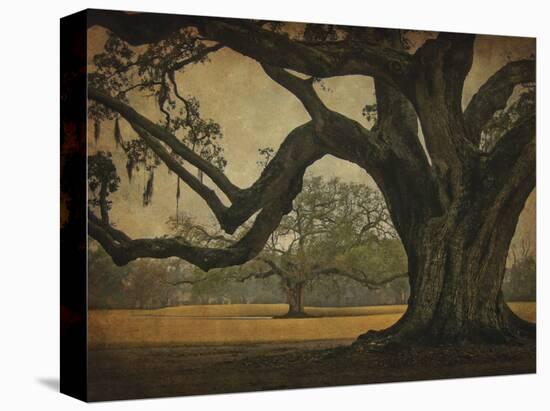 Two Oaks in Rain, Audubon Gardens-William Guion-Stretched Canvas