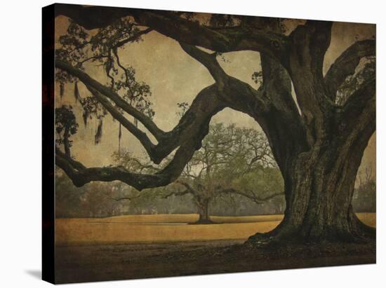 Two Oaks in Rain, Audubon Gardens-William Guion-Stretched Canvas