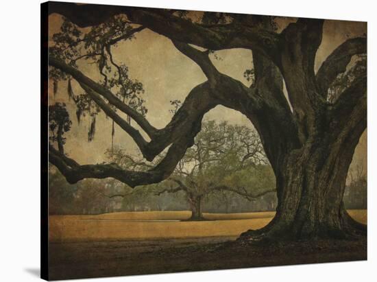 Two Oaks in Rain, Audubon Gardens-William Guion-Stretched Canvas