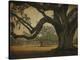 Two Oaks in Rain, Audubon Gardens-William Guion-Stretched Canvas