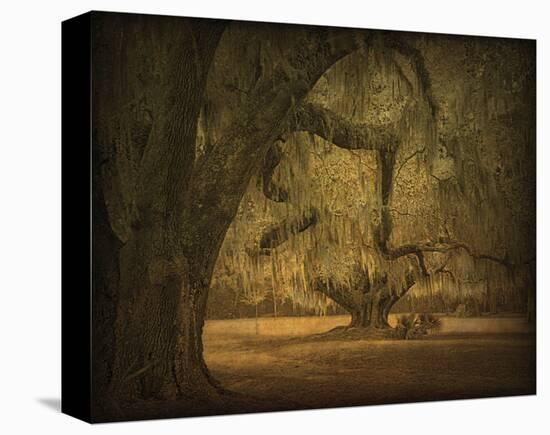 Two Oaks with Moss II-William Guion-Stretched Canvas
